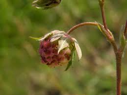 Attēlu rezultāti vaicājumam “Fragaria viridis”