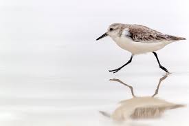 Attēlu rezultāti vaicājumam “Calidris”