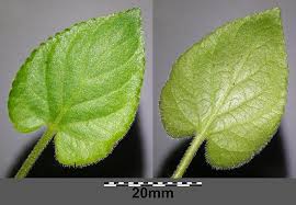 Attēlu rezultāti vaicājumam “Viola collina leaf”