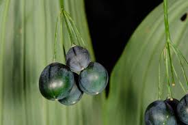 Attēlu rezultāti vaicājumam “Polygonatum odoratum fruit”