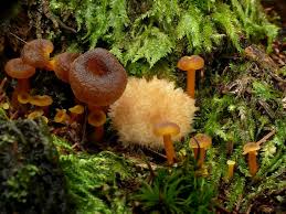 Attēlu rezultāti vaicājumam “Postia ptychogaster”