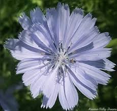 Image result for Cichorium intybus