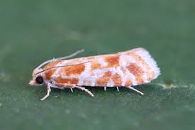 Attēlu rezultāti vaicājumam “Rhyacionia pinicolana”