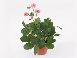 Attēlu rezultāti vaicājumam “Fragaria x ananassa flower”