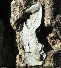 Attēlu rezultāti vaicājumam “Heterotrichia oerstedii (syn. Arcyria oerstedii) sessile”