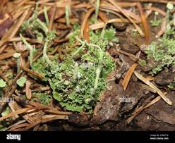 Attēlu rezultāti vaicājumam “Cladonia ochrochlora”