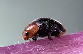 Image result for Cryptolaemus