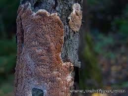 Attēlu rezultāti vaicājumam “Ceriporiopsis resinascens”