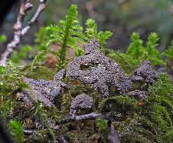 Attēlu rezultāti vaicājumam “Campylophyllum sommerfeltii”
