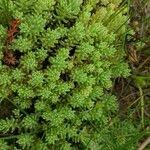 Attēlu rezultāti vaicājumam “Sedum pallidum leaf”