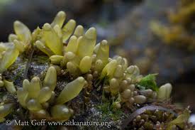 Attēlu rezultāti vaicājumam “Lemanea fluviatilis”