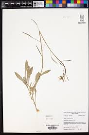 Attēlu rezultāti vaicājumam “Diplotaxis muralis leaf”