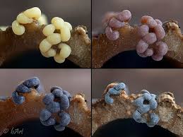 Attēlu rezultāti vaicājumam “Physarum cinereum macro”