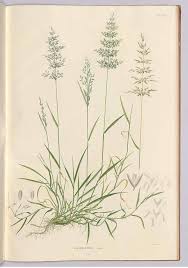 Attēlu rezultāti vaicājumam “Poa nemoralis”