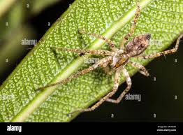 Attēlu rezultāti vaicājumam “Anyphaena accentuata”