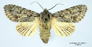 Attēlu rezultāti vaicājumam “Acronicta aceris”