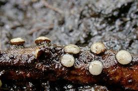 Attēlu rezultāti vaicājumam “Vibrissea decolorans”