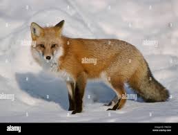 Attēlu rezultāti vaicājumam “Vulpes vulpes  adult”