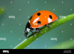 Attēlu rezultāti vaicājumam “Coccinella quinquepunctata”