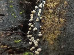 Attēlu rezultāti vaicājumam “Bactridium flavum”