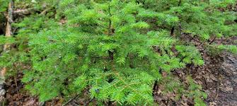 Attēlu rezultāti vaicājumam “Abies balsamea”