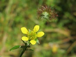 Image result for Geum urbanum