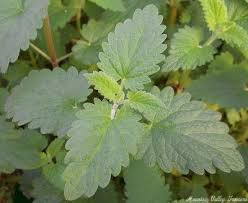 Image result for Nepeta cataria