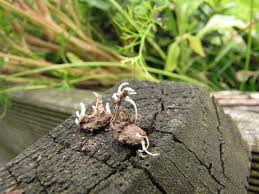 Attēlu rezultāti vaicājumam “Cordyceps farinosa”