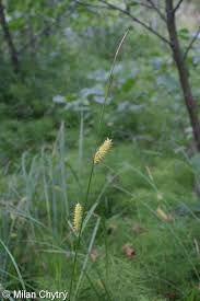 Attēlu rezultāti vaicājumam “Carex rostrata”