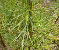 Image result for Artemisia caudata