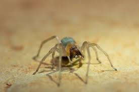 Attēlu rezultāti vaicājumam “Cheiracanthium sp.”