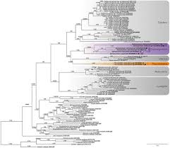 Attēlu rezultāti vaicājumam “Siphoptychium violaceum”