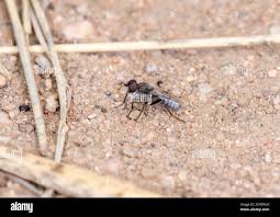 Attēlu rezultāti vaicājumam “Therevidae”