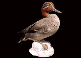 Attēlu rezultāti vaicājumam “Anas crecca”