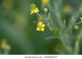 Attēlu rezultāti vaicājumam “Ranunculus sceleratus flower”