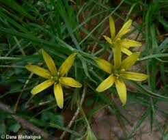 Attēlu rezultāti vaicājumam “Gagea pratensis flower”