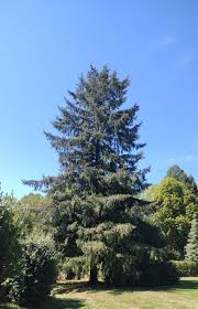 Attēlu rezultāti vaicājumam “Pseudotsuga menziesii var. glauca”