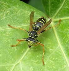 Attēlu rezultāti vaicājumam “Polistes nimpha”