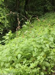 Attēlu rezultāti vaicājumam “Arctium nemorosum”