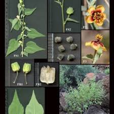 Attēlu rezultāti vaicājumam “Malvaceae”