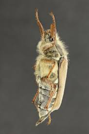 Attēlu rezultāti vaicājumam “Melolontha hippocastani”