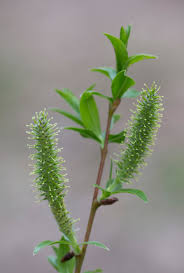 Attēlu rezultāti vaicājumam “Salix myrsinifolia”