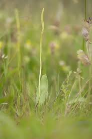 Attēlu rezultāti vaicājumam “Ophioglossum vulgatum”
