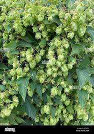 Attēlu rezultāti vaicājumam “Humulus lupulus fruit”
