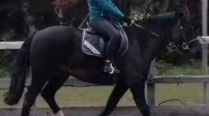 Image result for Ayr Riding Club