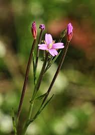 Attēlu rezultāti vaicājumam “Epilobium roseum flower”