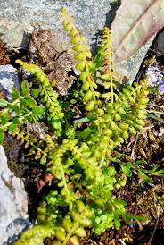 Attēlu rezultāti vaicājumam “Asplenium viride”