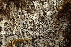 Attēlu rezultāti vaicājumam “Acrocordia gemmata”