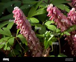 Attēlu rezultāti vaicājumam “Lathraea squamaria flower”