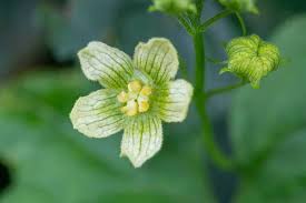 Attēlu rezultāti vaicājumam “Bryonia alba bud”